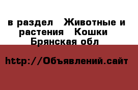  в раздел : Животные и растения » Кошки . Брянская обл.